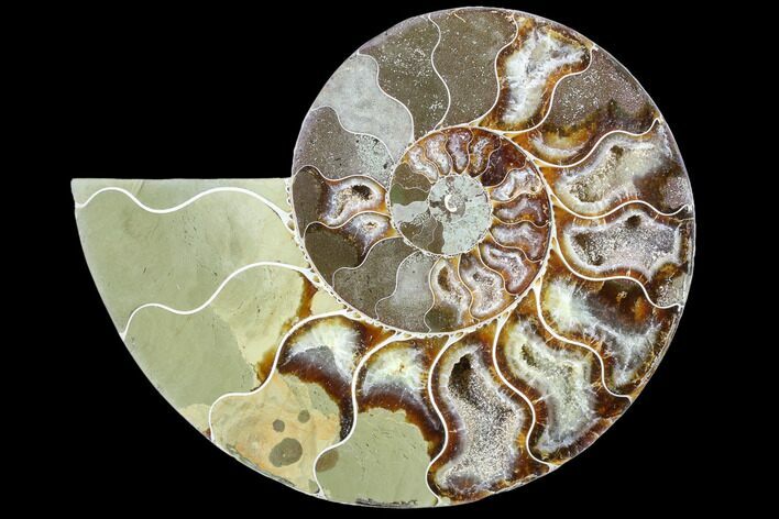 Agatized Ammonite Fossil (Half) - Madagascar #88250